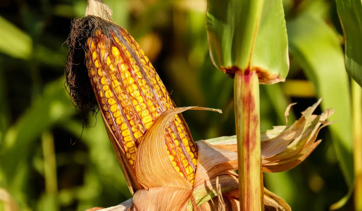 Grille des salaires 2022 des coopératives agricoles de céréales