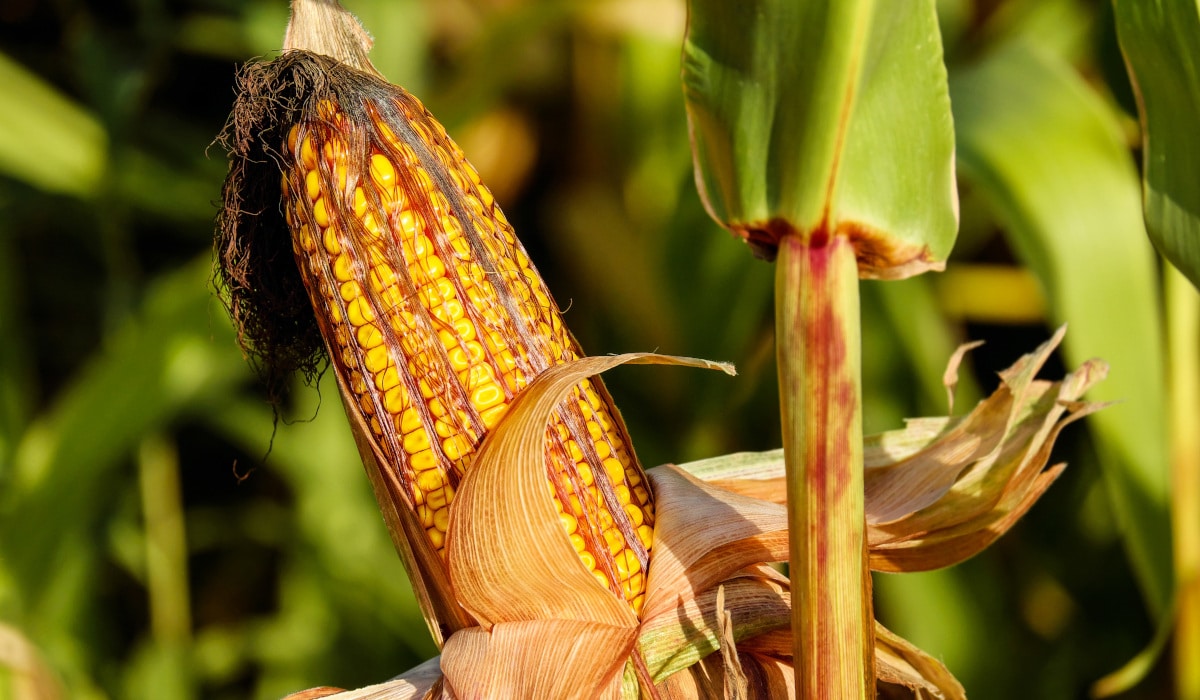 Grille des salaires 2022 de la transformation des grains (meunerie)