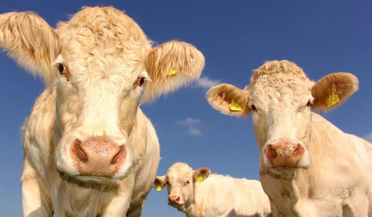 Grille des salaires 2023 des coopératives de bétail et viande