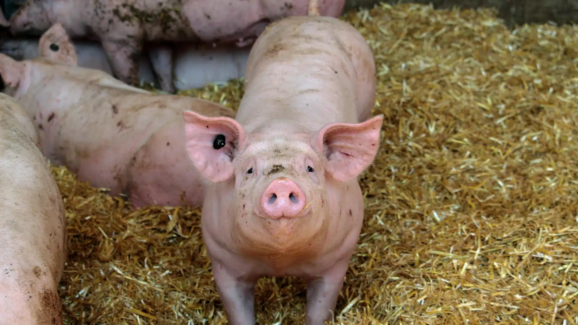 Grille des salaires 2025 de la sélection et reproduction animale