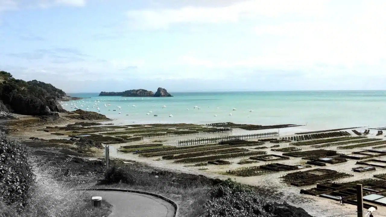 Grille des salaires en juin 2025 de la conchyliculture