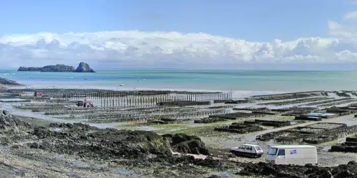 Rémunérations minimales en 2025 de la conchyliculture