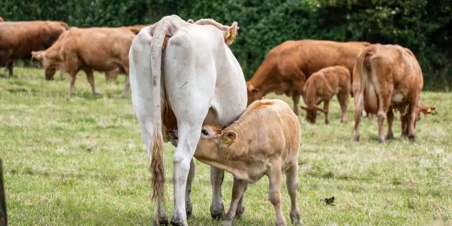 Rémunérations minimales 2026 de la sélection et reproduction animale